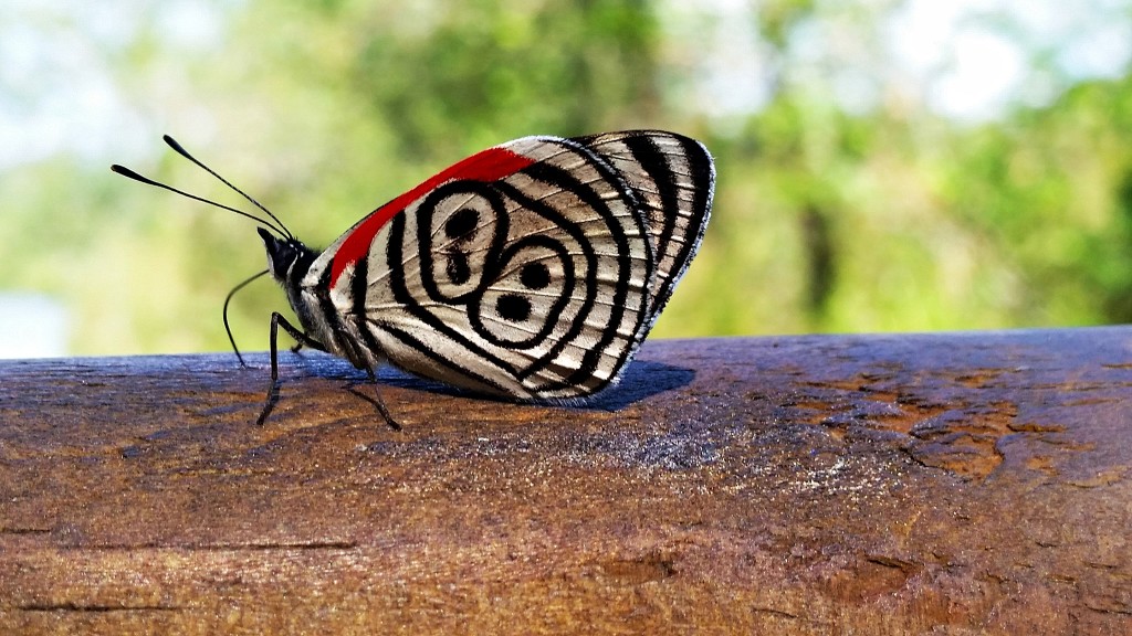 Butterflies of Iguazu