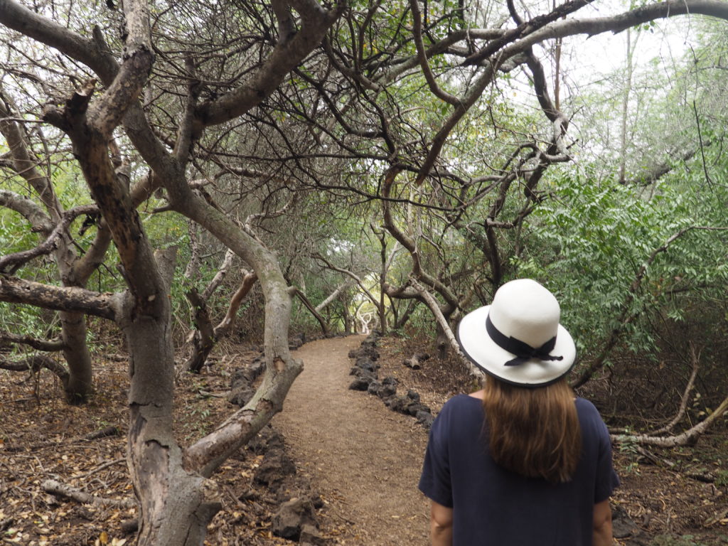 Galapagos, Isabela, Ecuador