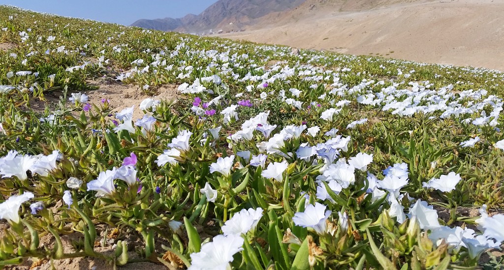 Desierto Florido, Atacama, Chile