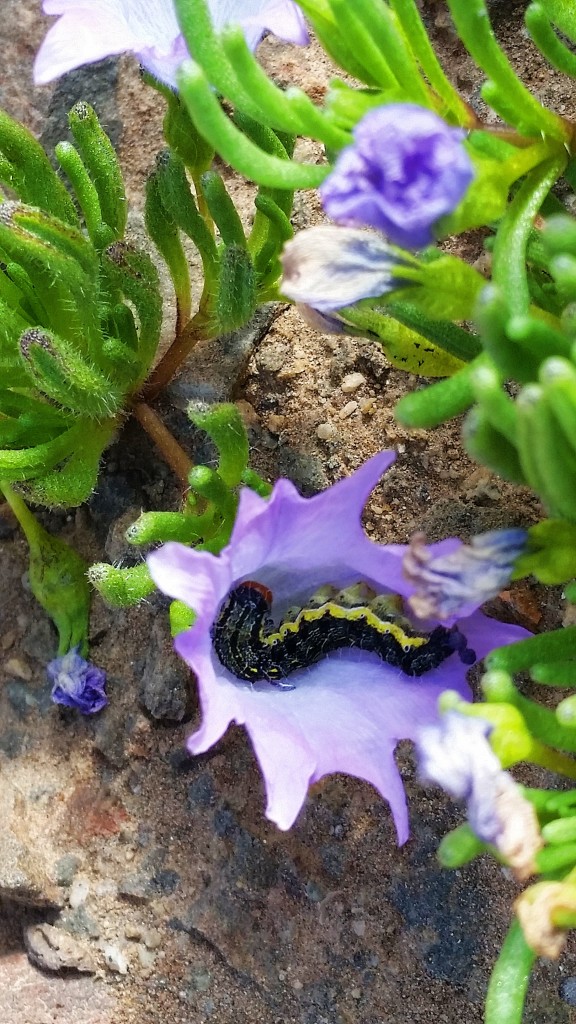 Desierto Florido, Atacama, Chile