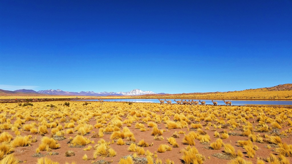 Vicuñas in Atacama, Chile