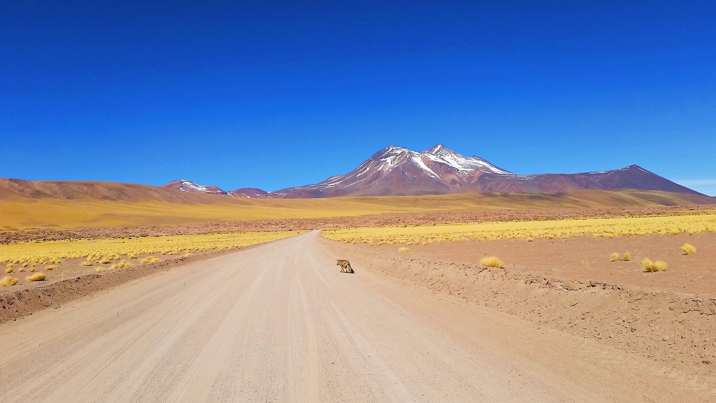 Laguna Miscanti, Chile