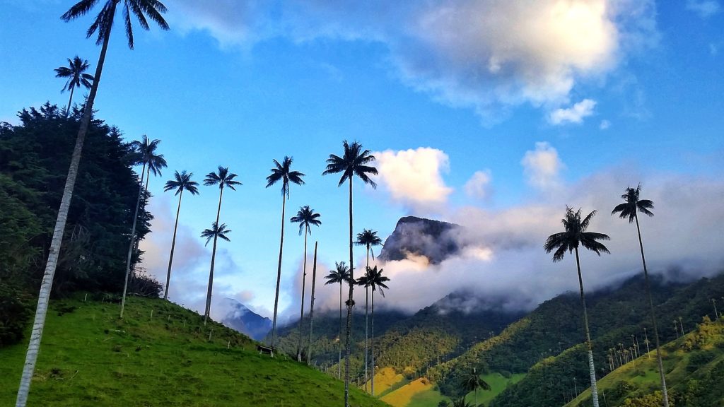 Cocora Valley, Colombia