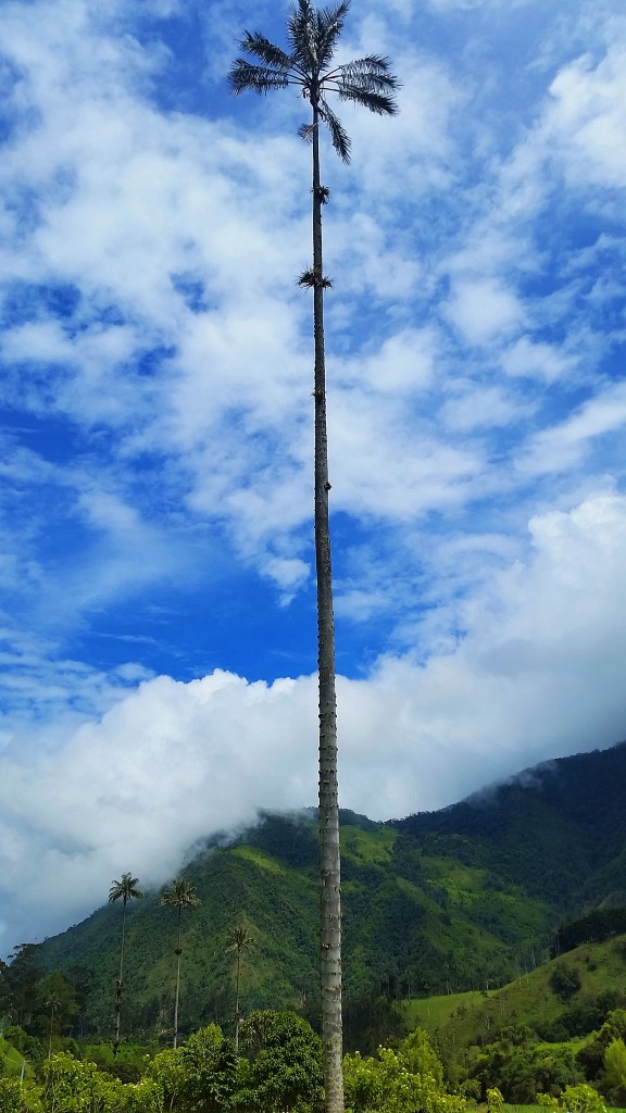 Valle de Cocora, Colombia