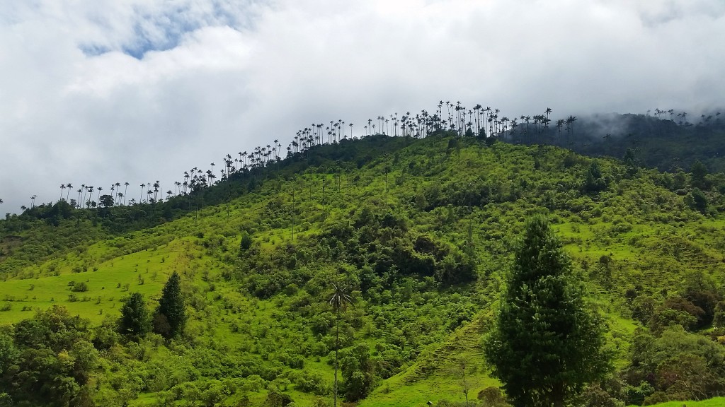 Valle de Cocora, Colombia