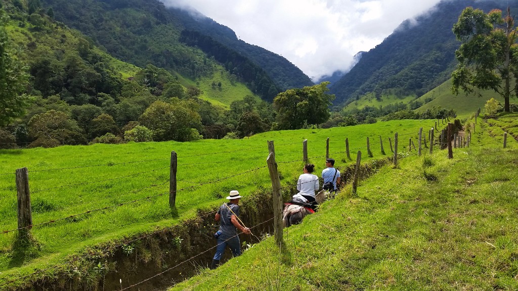 Valle de Cocora, Colombia