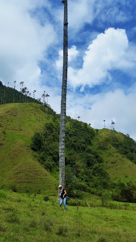 Valle de Cocora, Colombia