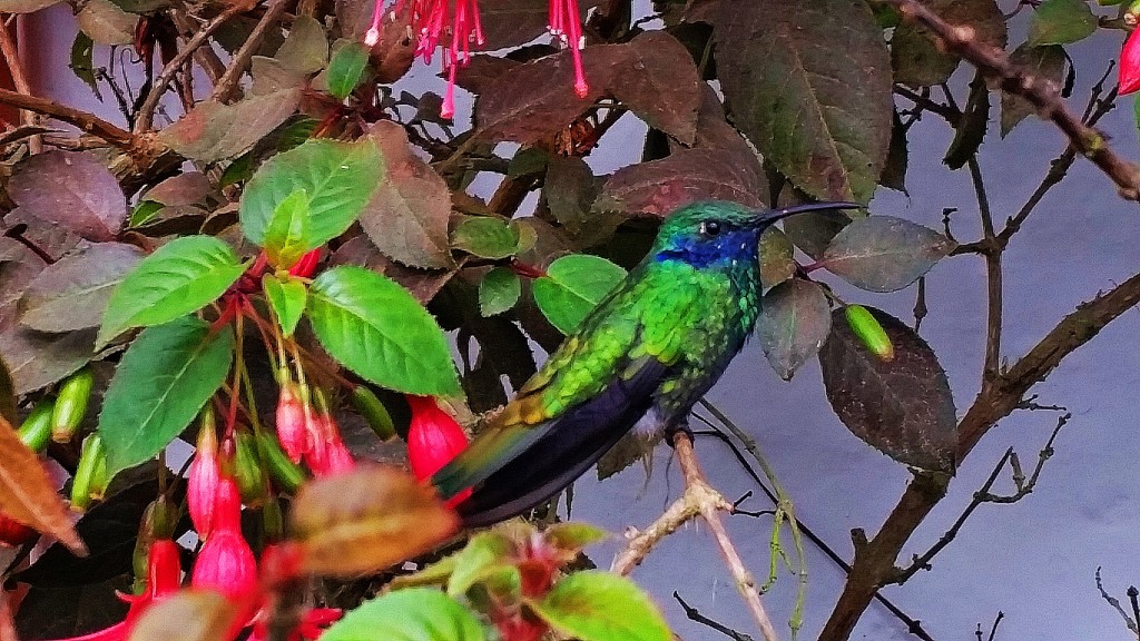 Salento, Colombia