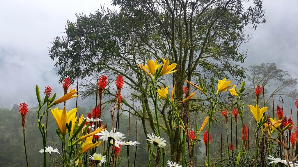 Cocora Valley, Colombia