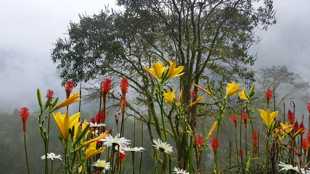 Valle de Cocora, Colombia