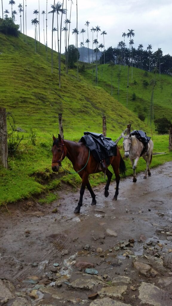 Valle de Cocora, Colombia