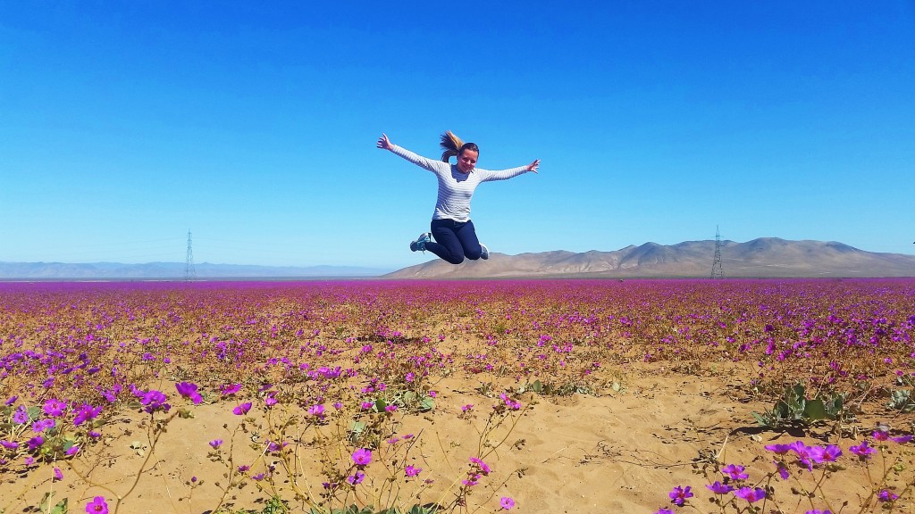 Desierto florido, Chile