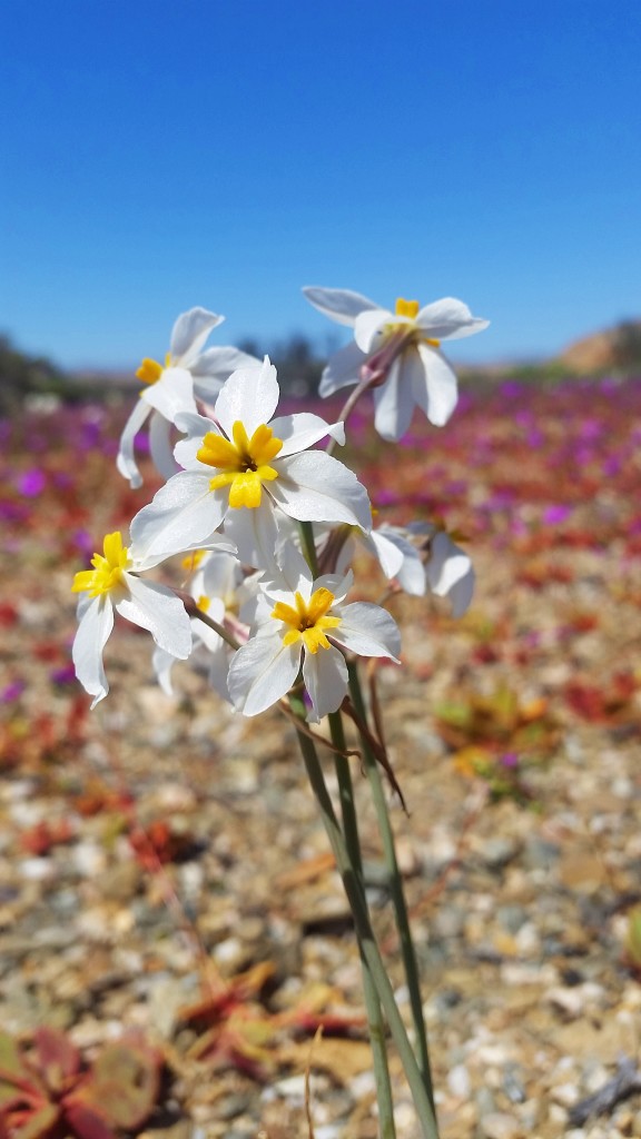 Desierto florido, Chile