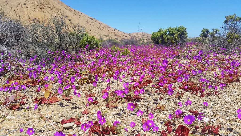 Desierto florido, Chile