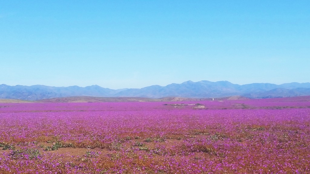 Desierto florido, Chile