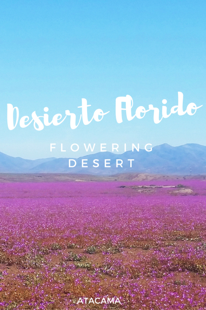 Desierto florido, Atacama, Chile
