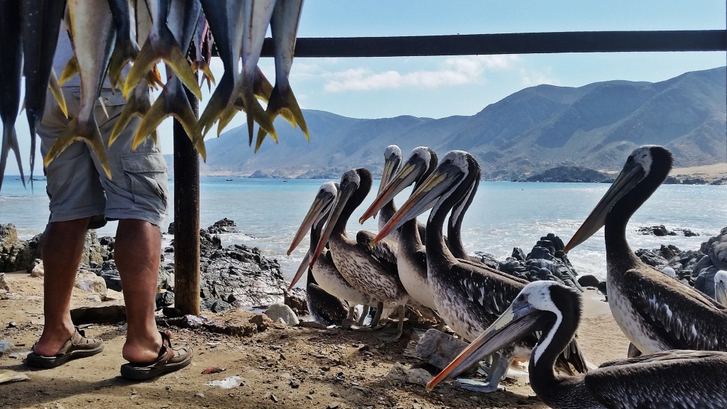 Pan de Azucar, Chile