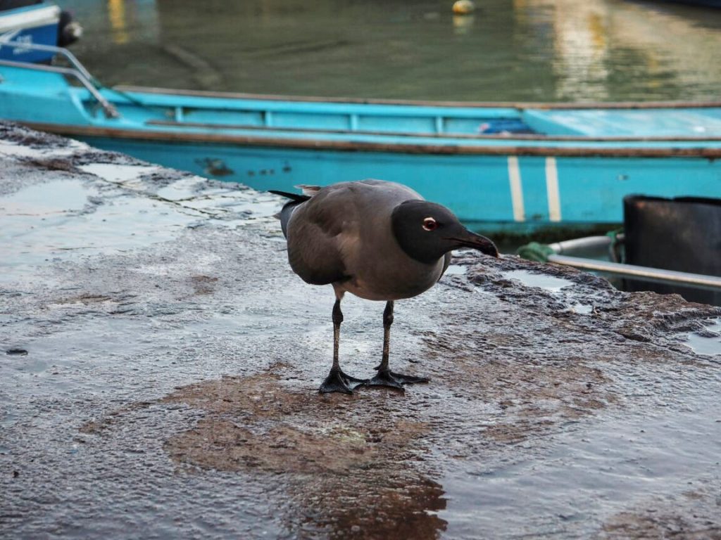 Animals of Galapagos