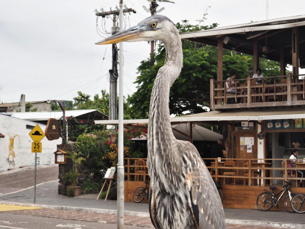 Animals of Galapagos