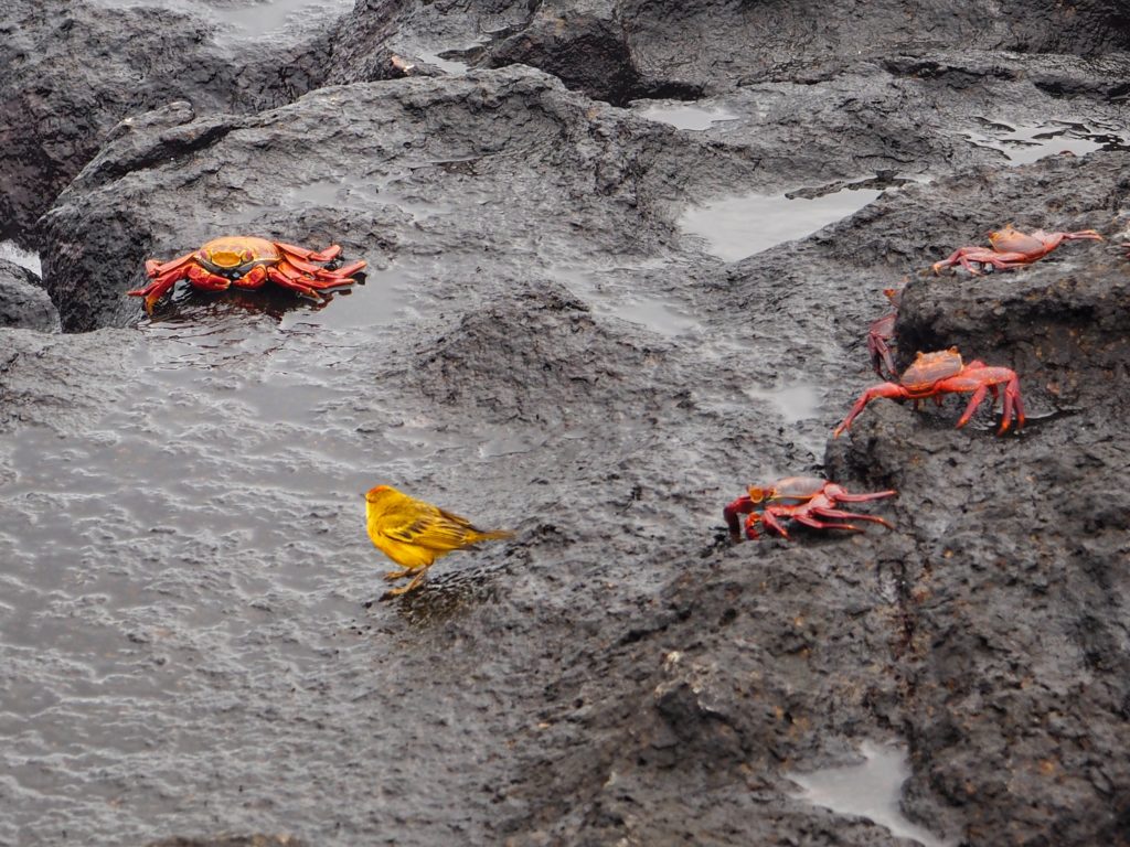 Animals of Galapagos