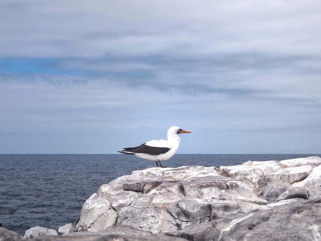 Animals of Galapagos