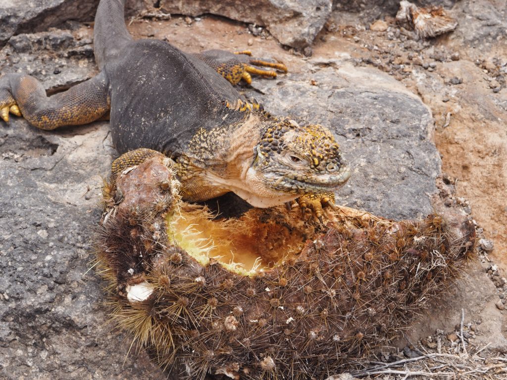 Animals of Galapagos