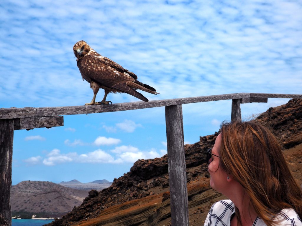 Animals of Galapagos