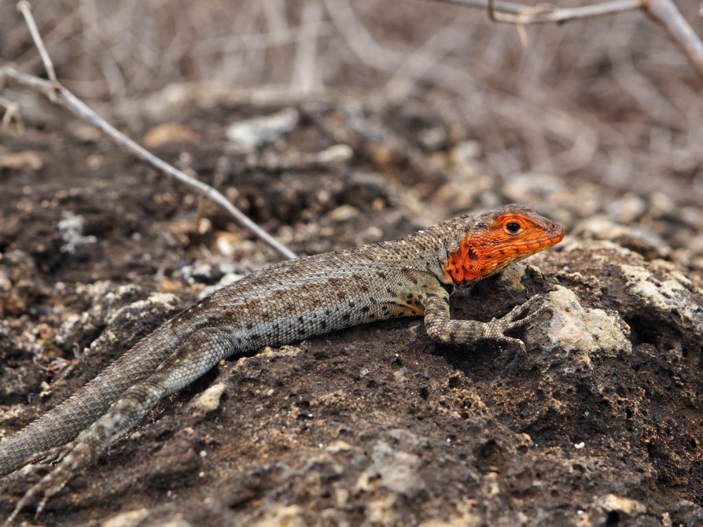 Animals of Galapagos