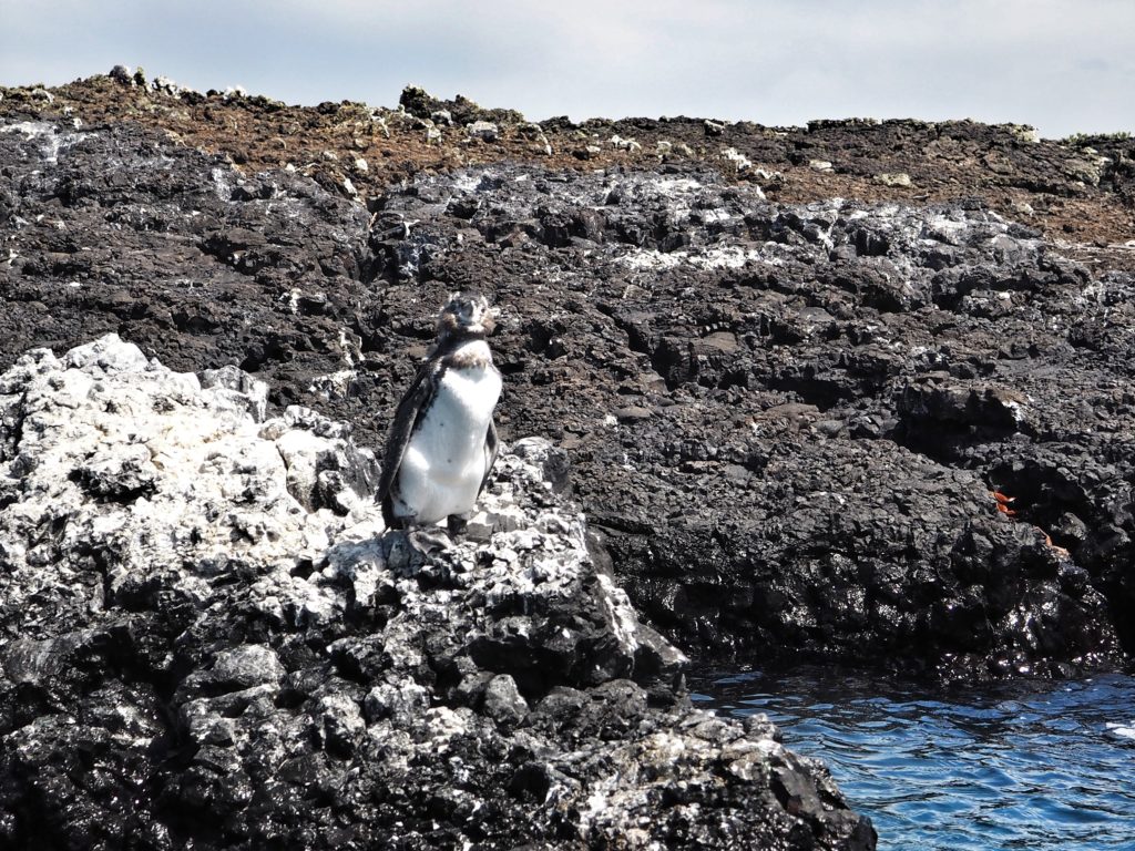 Animals of Galapagos