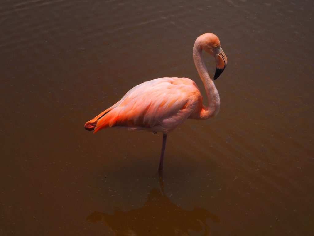 Animals of Galapagos