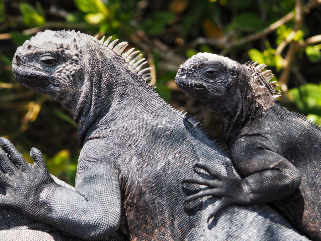 Animals of Galapagos