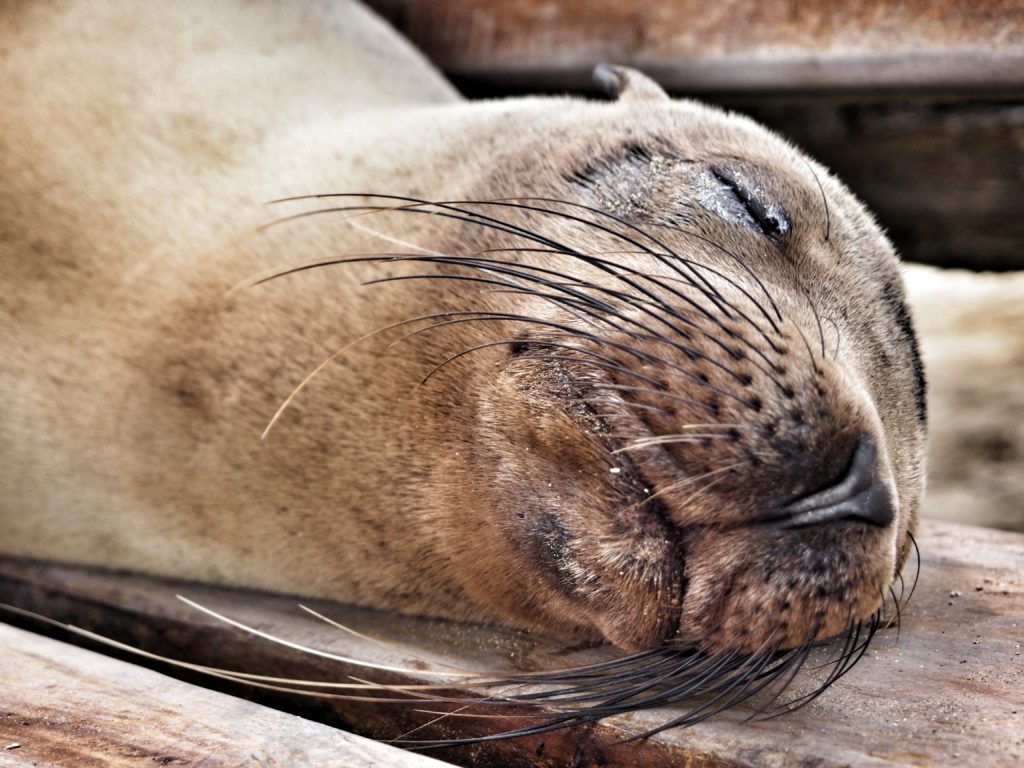 Animals of Galapagos