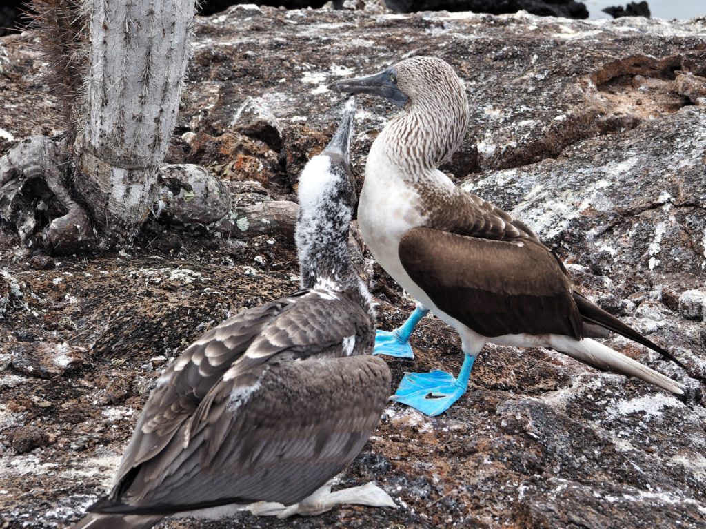 Animals of Galapagos