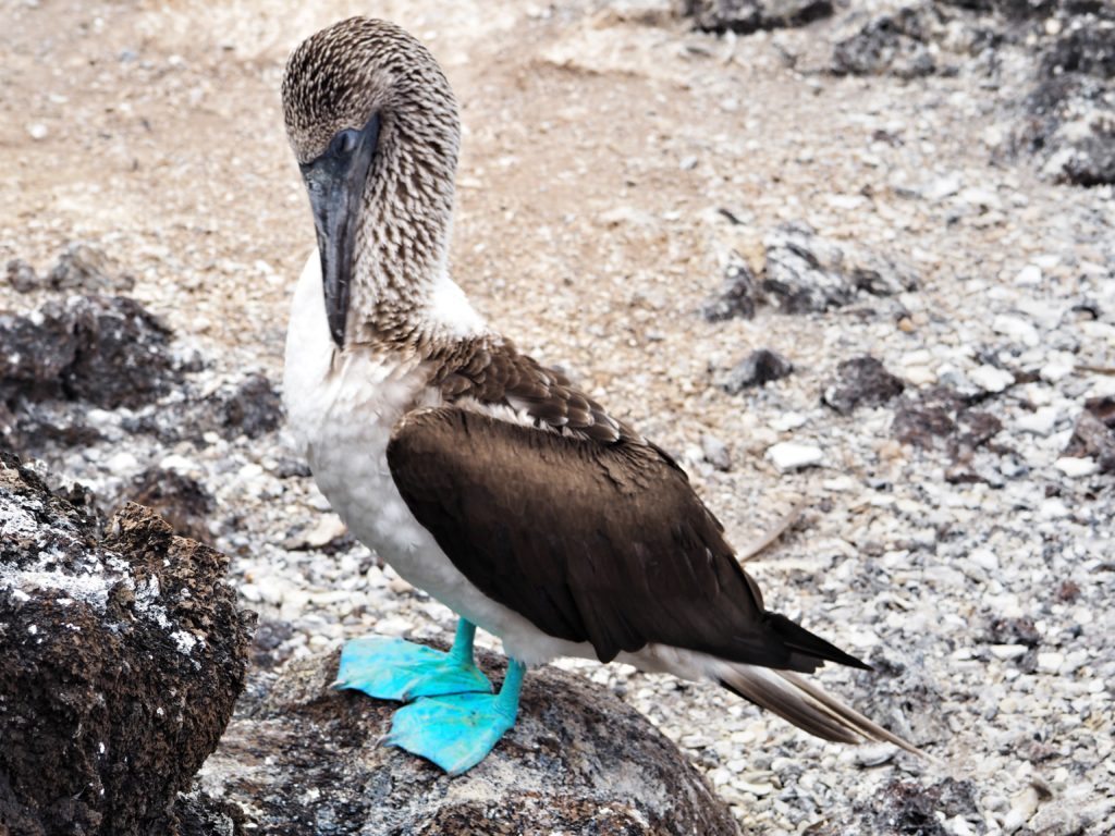 Animals of Galapagos travel ideas