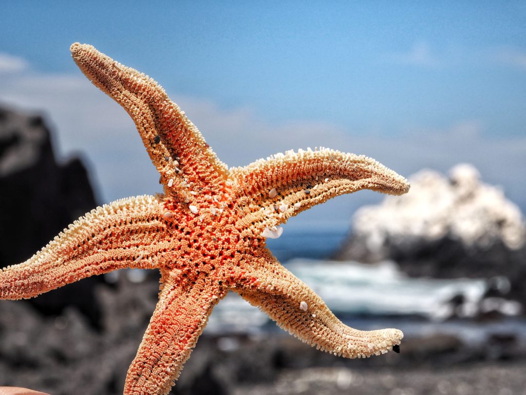 Caleta Buena, Chile