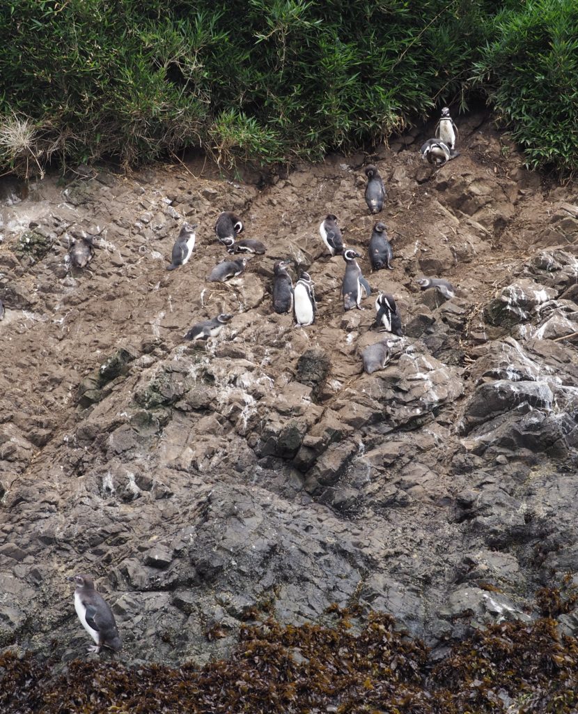 penguins in Chiloe Island, Chile