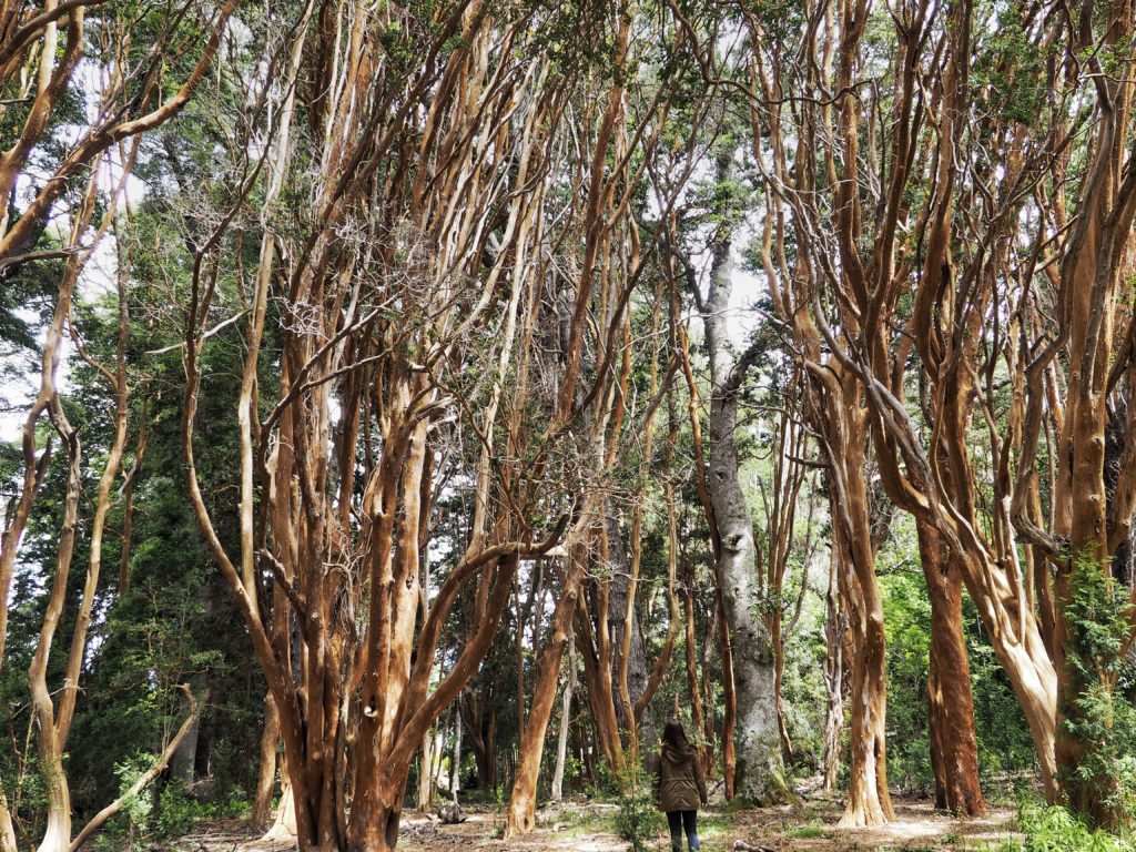 Bosque de Arrayanes, Argentina, Patagonia