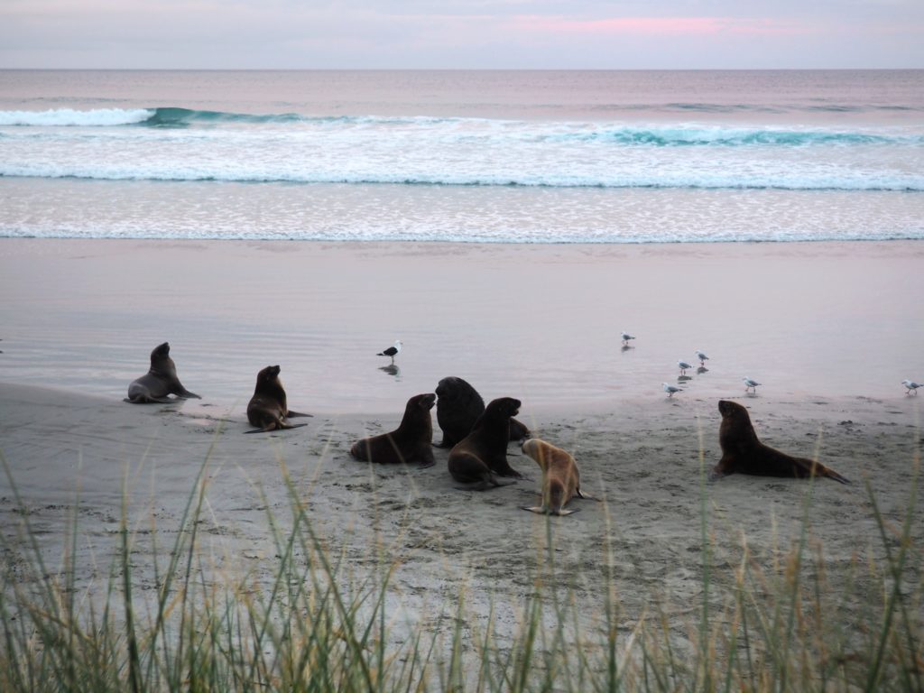 Otago Peninsula, New Zealand