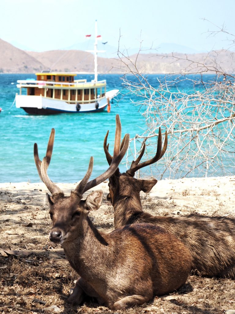 Komodo Island, Indonesia