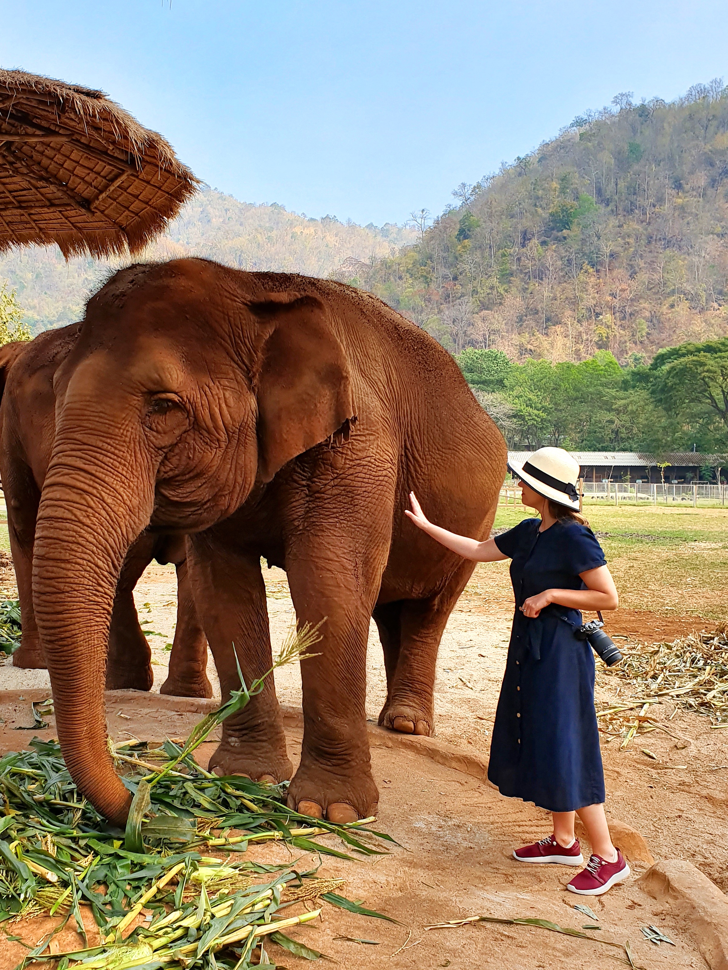 bring travel vibe Chiang Mai ethical elephant reserve