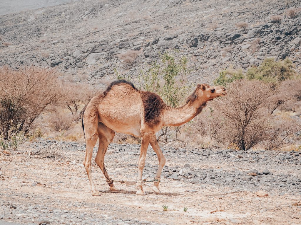 living in the desert Oman