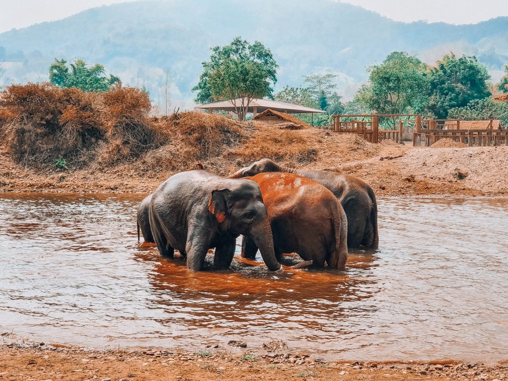 Elephant nature park thailand