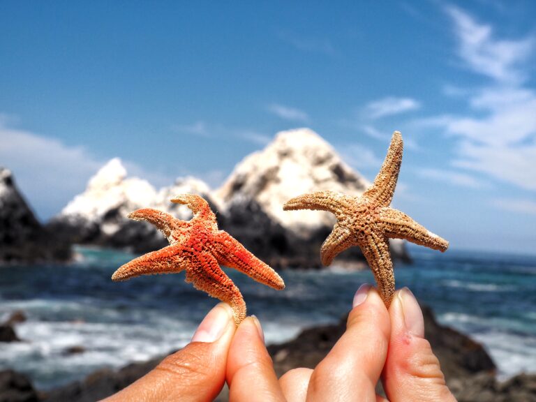 Caleta Buena. In search for penguins and discovering hidden gems of Chile.