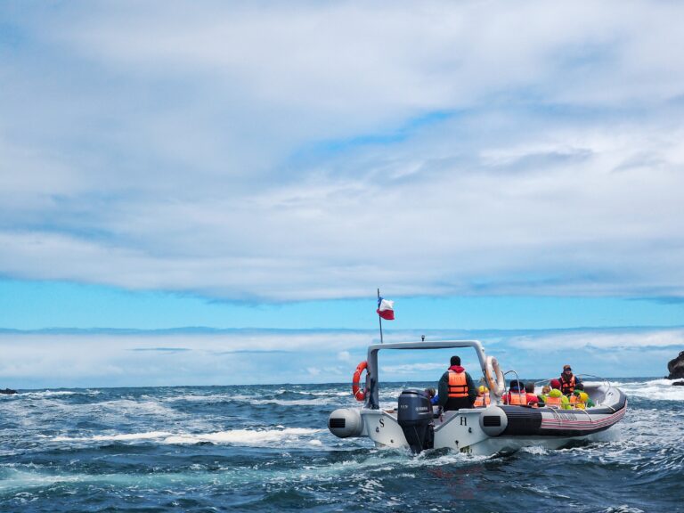 I saw penguins and whales! A boat tour to rememeber in Chiloé island.
