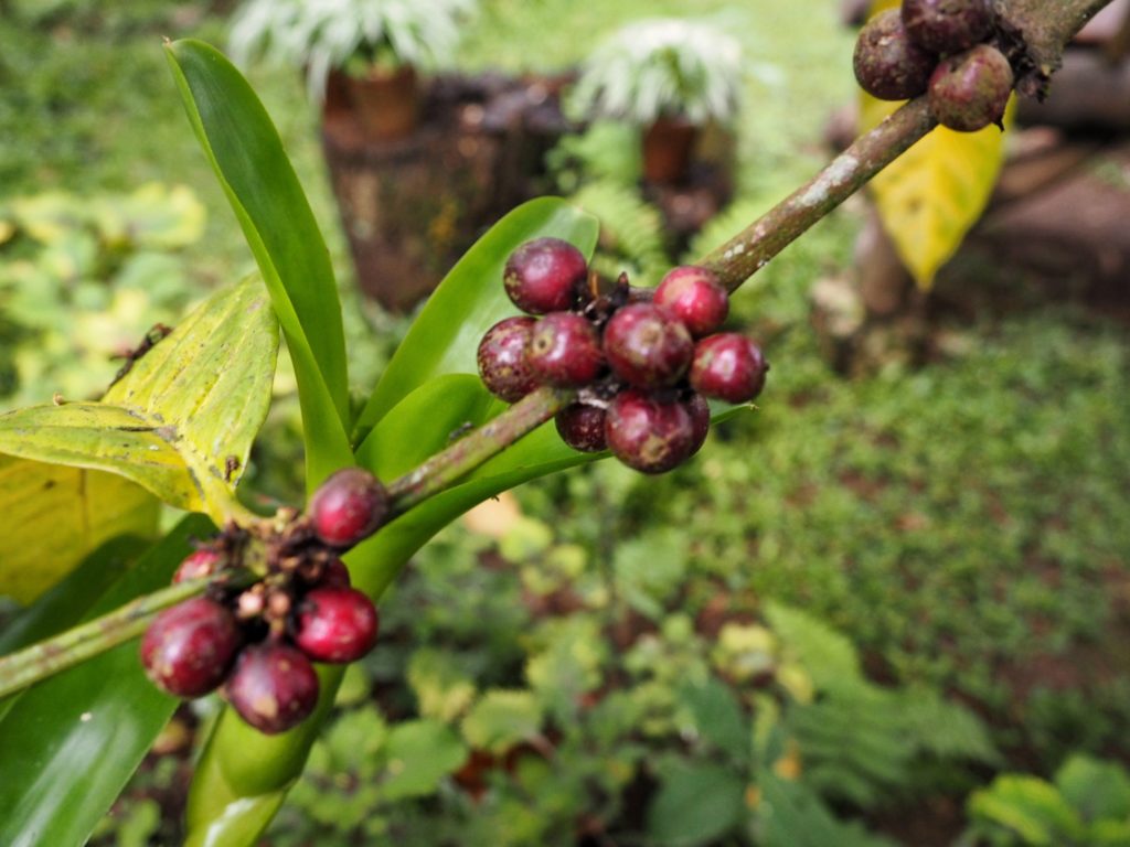 Ubud, Bali Indonesia