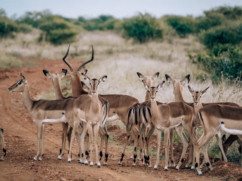 malaria free safari south africa