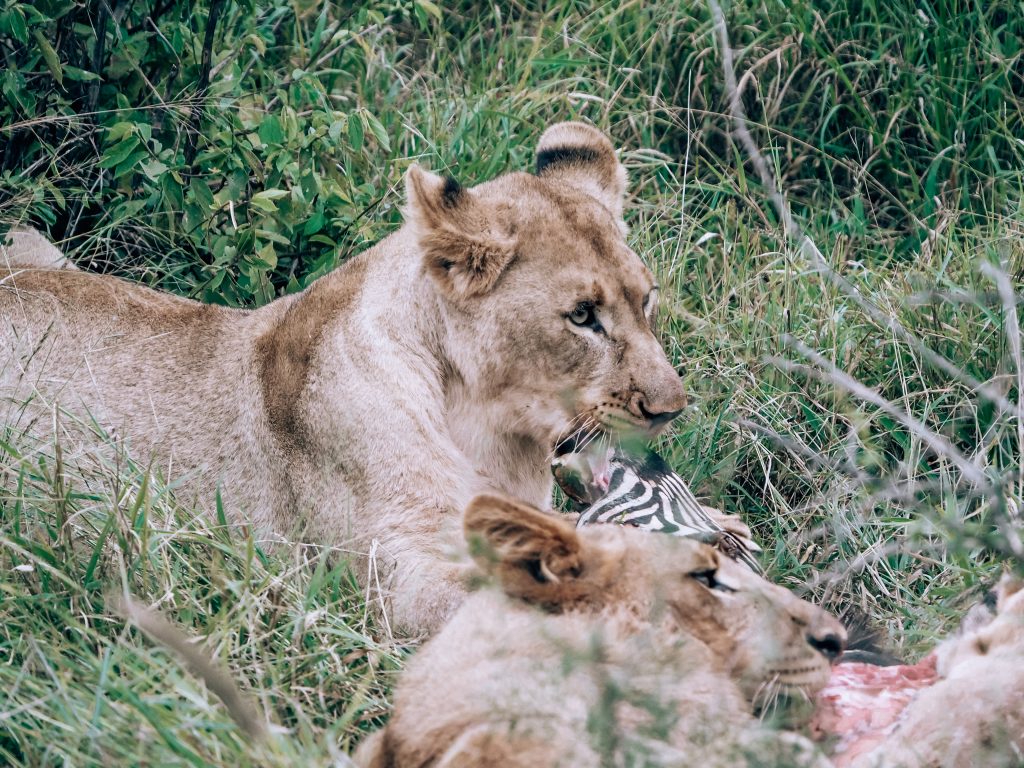 malaria free safari south africa