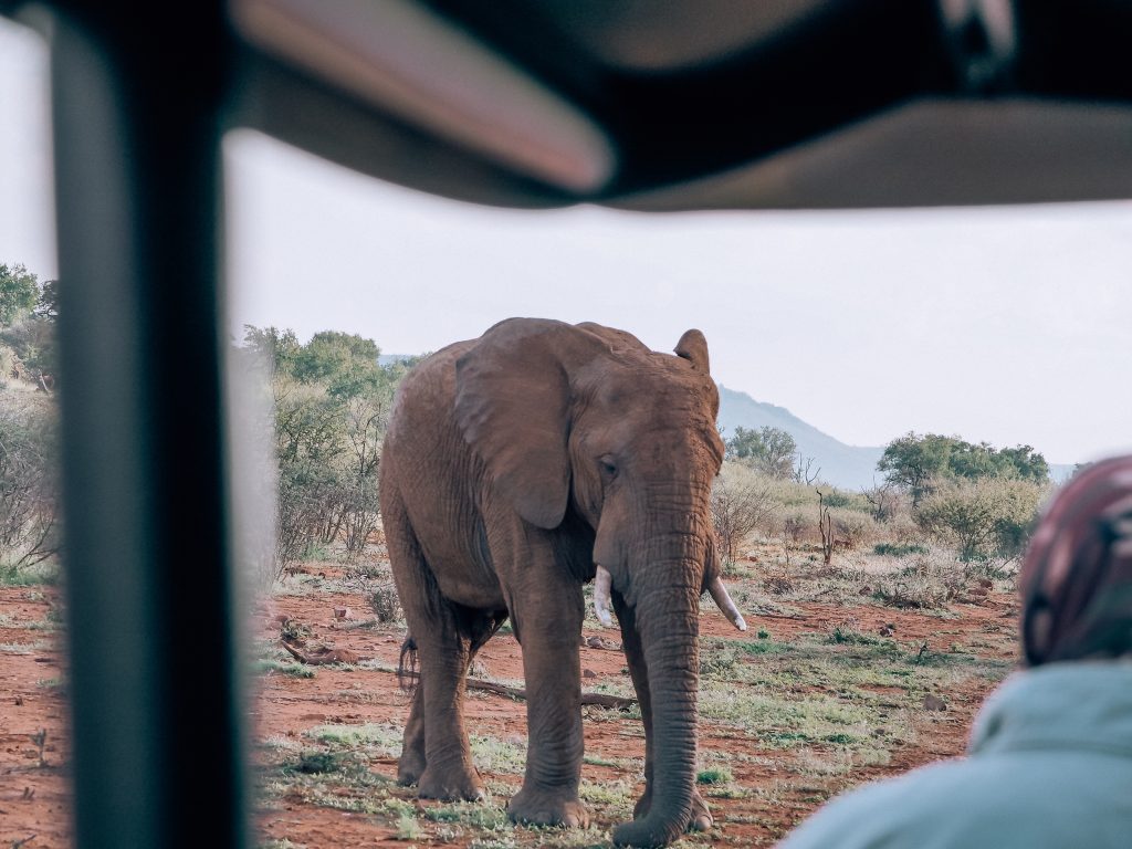 safari south africa