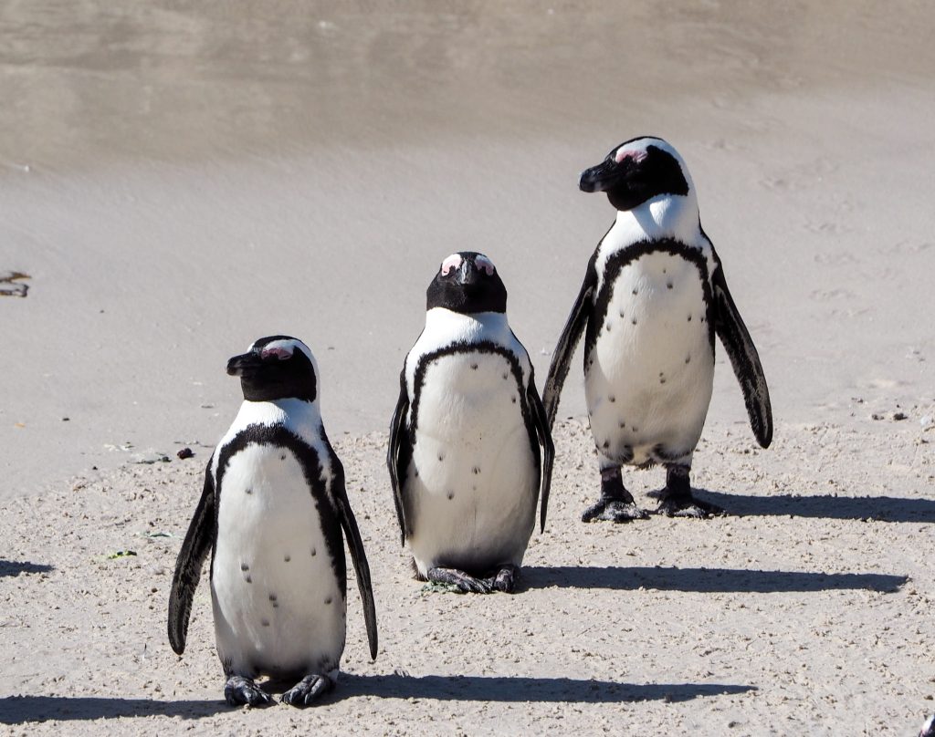 Visiting African penguins in Boulders beach. Cape Town