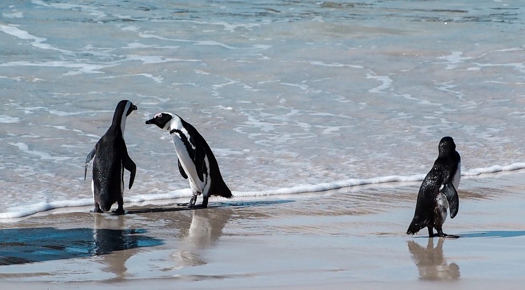 Visiting African penguins in Boulders beach. Practical tips. 